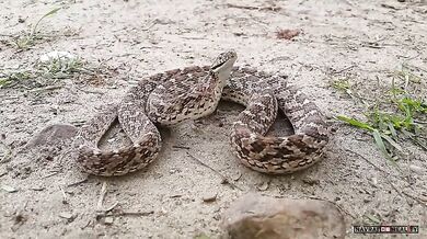 Vejcožrout (foto + video)