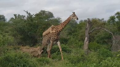 Žirafa vs. lev/lvice