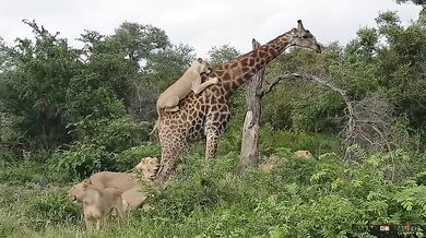 Žirafa vs. lev/lvice