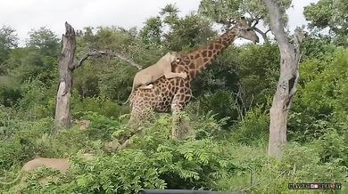 Žirafa vs. lev/lvice