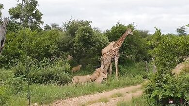 Žirafa vs. lev/lvice