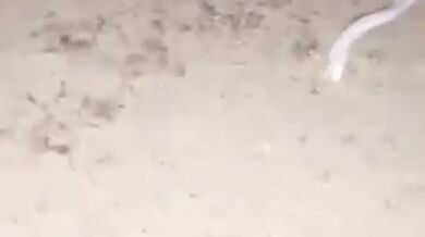 Mexická mořská ještěrka