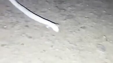 Mexická mořská ještěrka