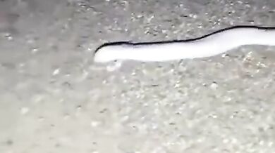 Mexická mořská ještěrka