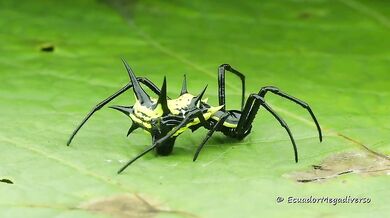 Micrathena virgorsi