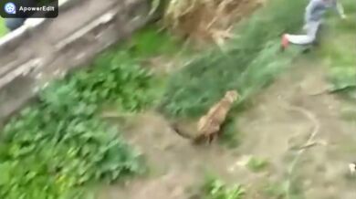 Útok leoparda #13 (foto + video)