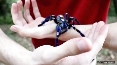 Sklípkan kovolesklý