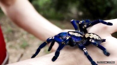 Sklípkan kovolesklý