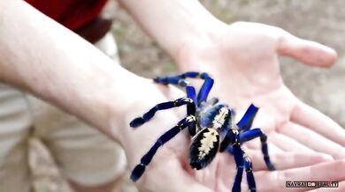 Sklípkan kovolesklý