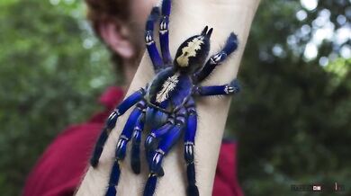 Sklípkan kovolesklý