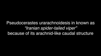 Lov íránské zmije