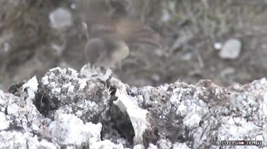 Lov íránské zmije