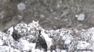 Lov íránské zmije