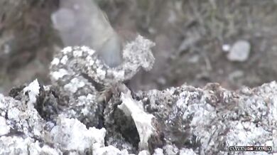 Lov íránské zmije