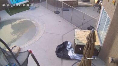 Jestřáb zaútočí na psa