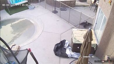 Jestřáb zaútočí na psa