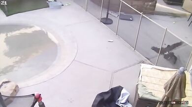 Jestřáb zaútočí na psa