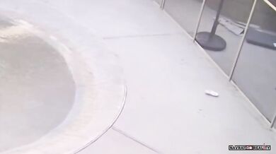 Jestřáb zaútočí na psa