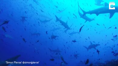 Moře plné kladivounů