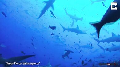 Moře plné kladivounů