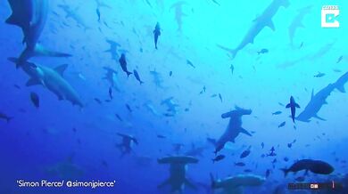 Moře plné kladivounů