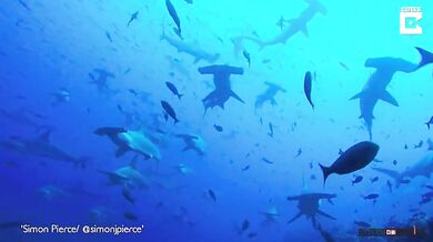 Moře plné kladivounů