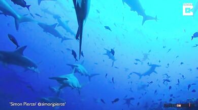 Moře plné kladivounů