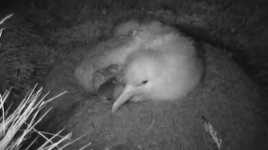 Myši požírají ptáka