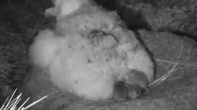 Myši požírají ptáka