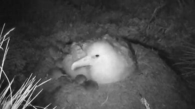 Myši požírají ptáka