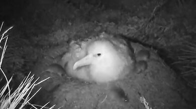 Myši požírají ptáka