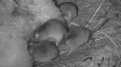 Myši požírají ptáka