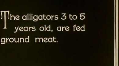 Aligátoří farma v L.A. (1927)