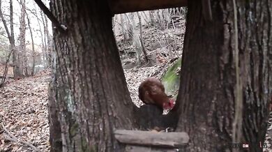 Italský chovatel slepic