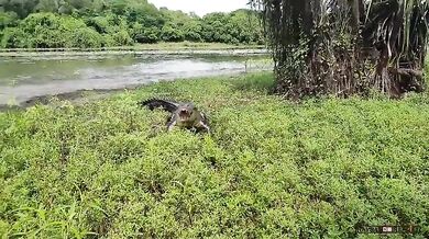 Ukradený úlovek #13