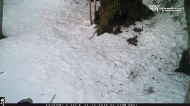 Ilegální lov medvědů