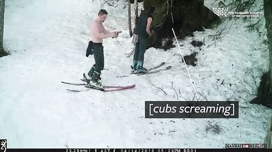 Ilegální lov medvědů