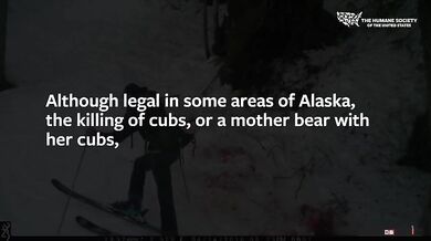 Ilegální lov medvědů