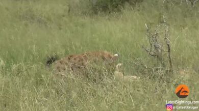 Hyena vs. impala