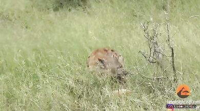 Hyena vs. impala