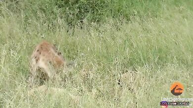 Hyena vs. impala