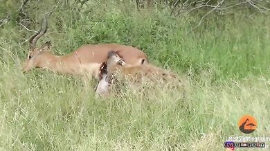 Hyena vs. impala