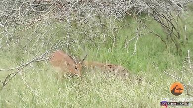 Hyena vs. impala