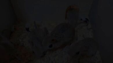 Podivná zvířata #1 - Tarbík