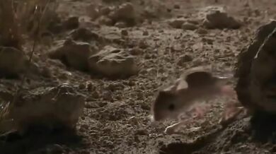 Podivná zvířata #1 - Tarbík