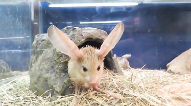 Podivná zvířata #1 - Tarbík