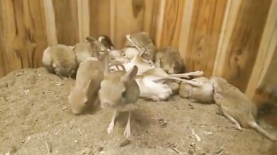 Podivná zvířata #1 - Tarbík