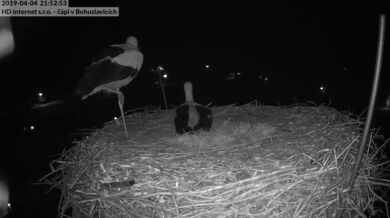 Snůška prvního vajíčka a radost čápů