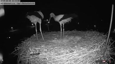 Snůška prvního vajíčka a radost čápů