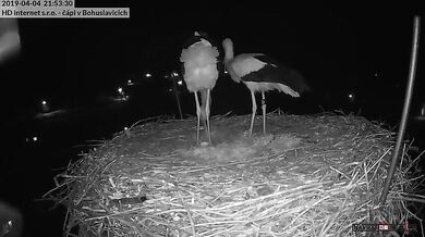 Snůška prvního vajíčka a radost čápů